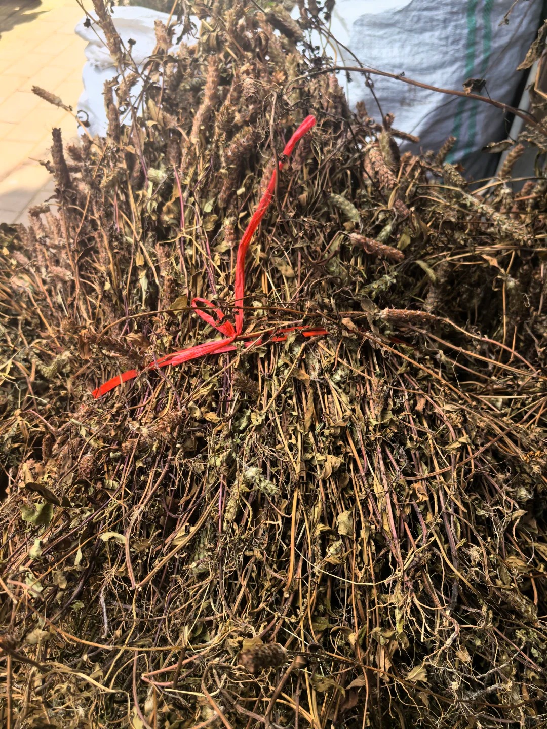 夏枯草图片 