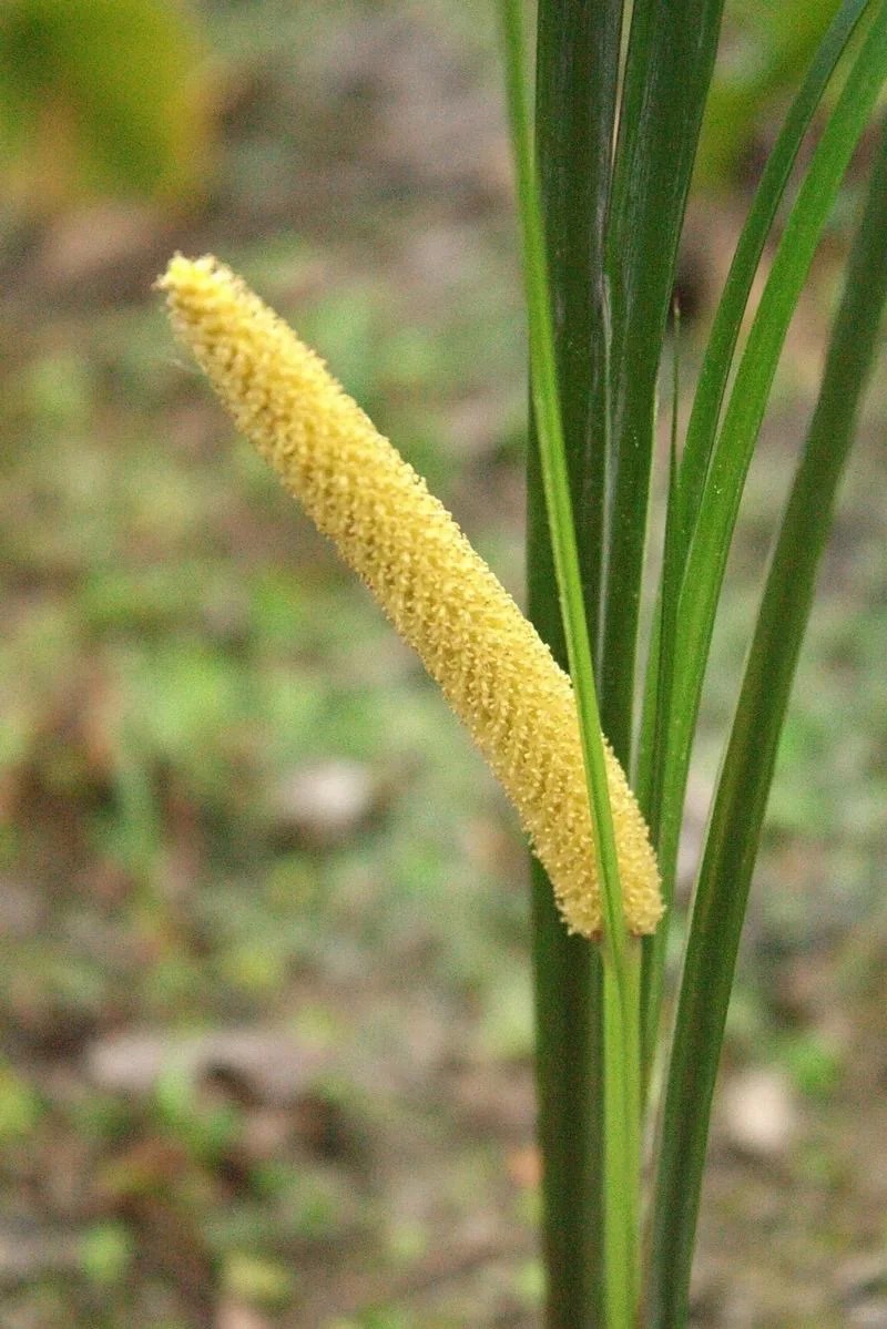 菖蒲图片 