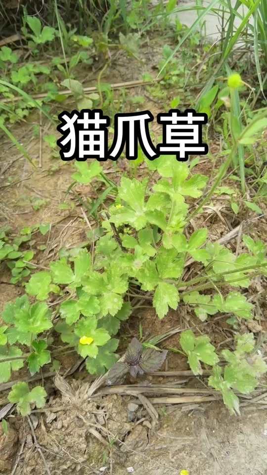 猫爪草图片 