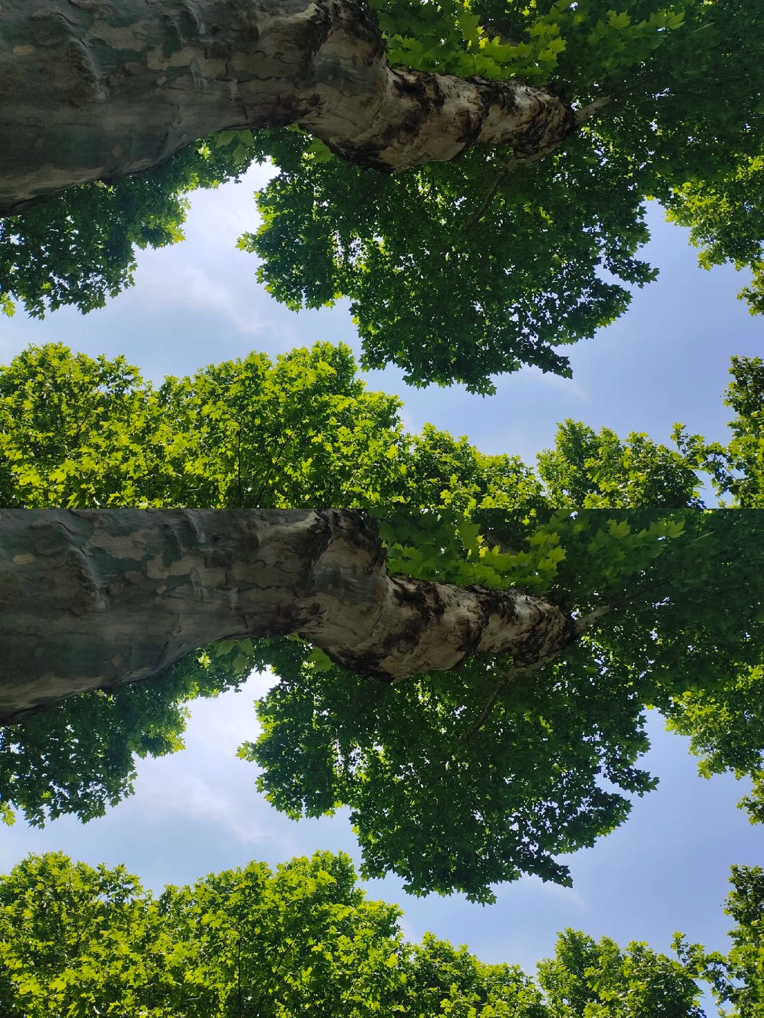 梧桐树图片 