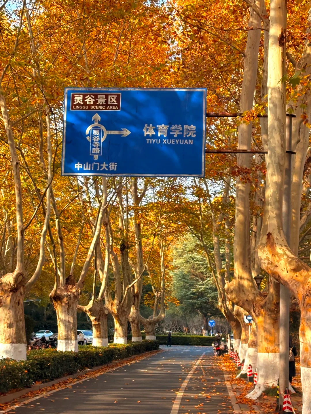 梧桐树图片 