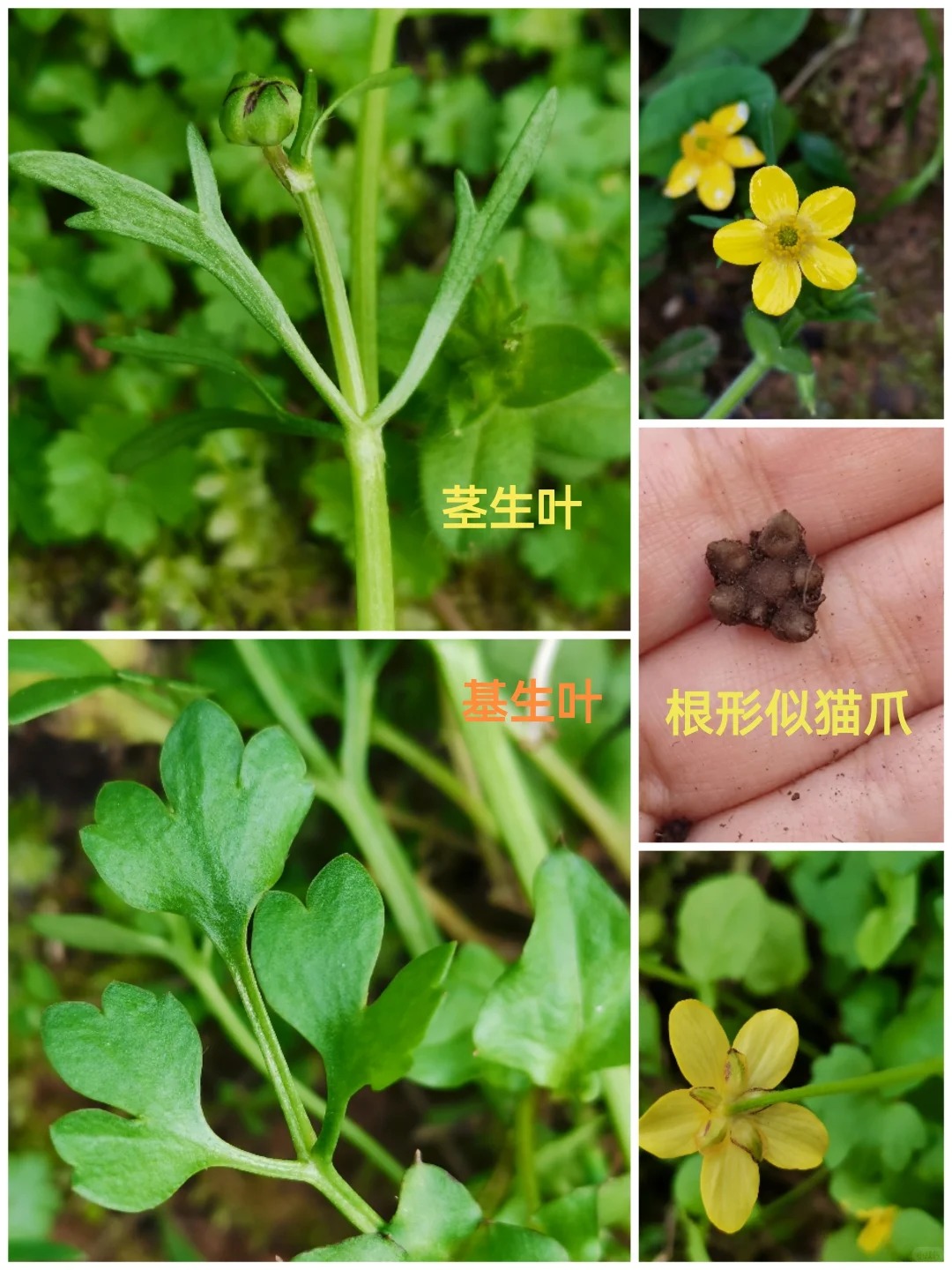 猫爪草图片