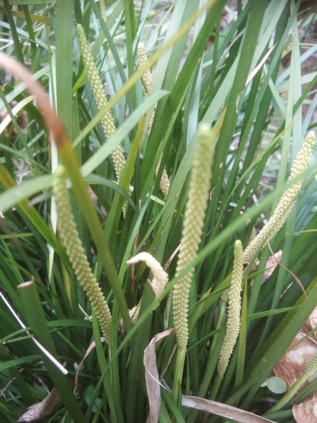 菖蒲图片 