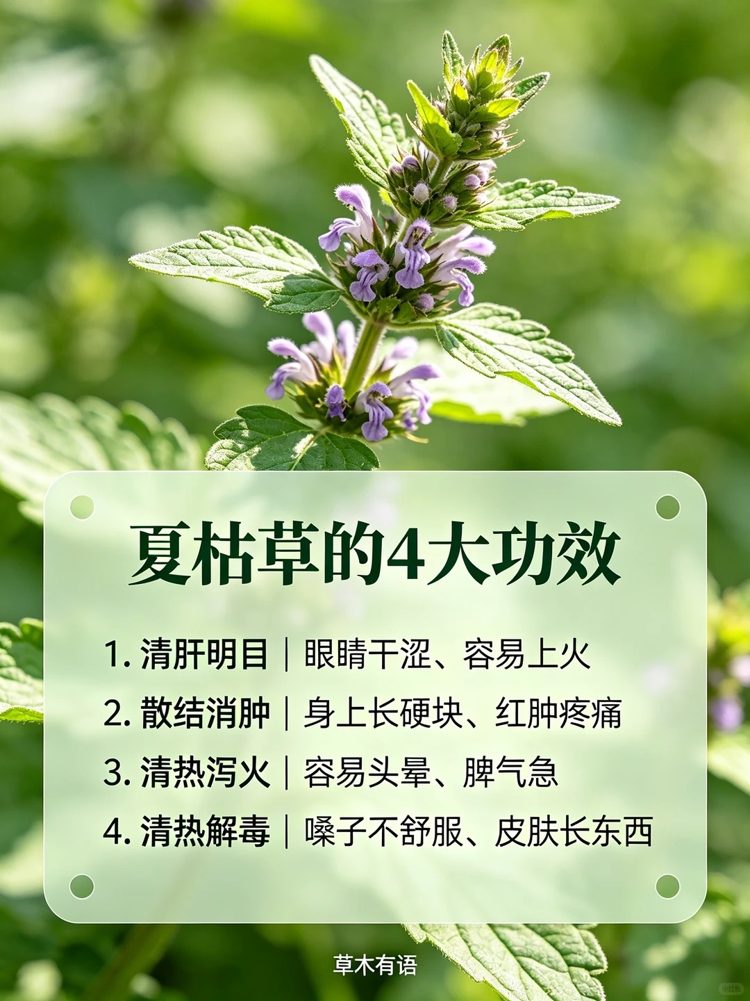 夏枯草图片