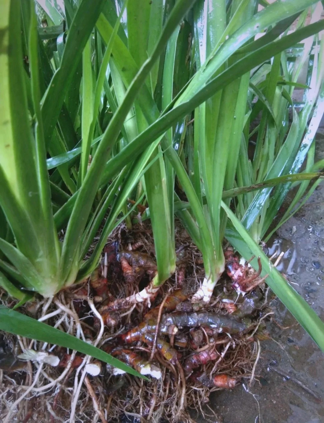 菖蒲图片 