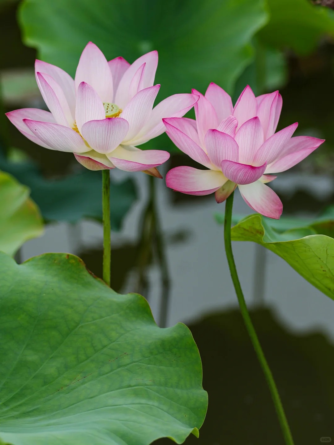 荷花图片大全 