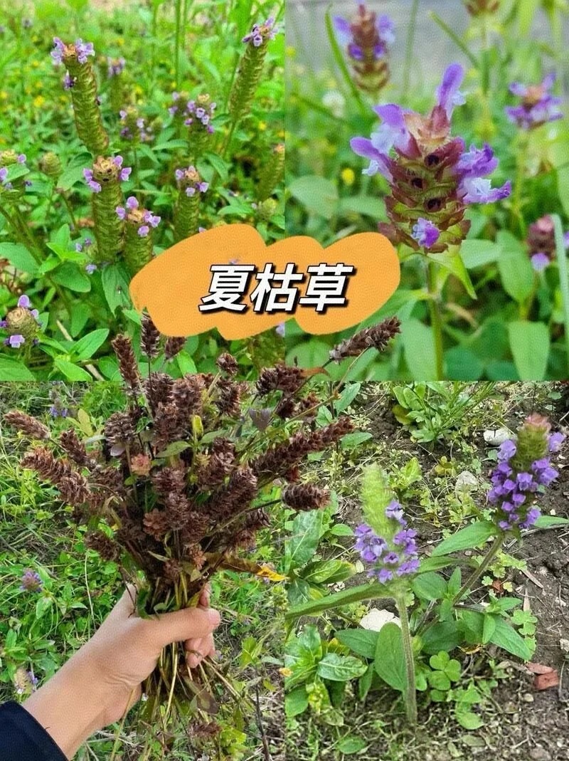 夏枯草图片 