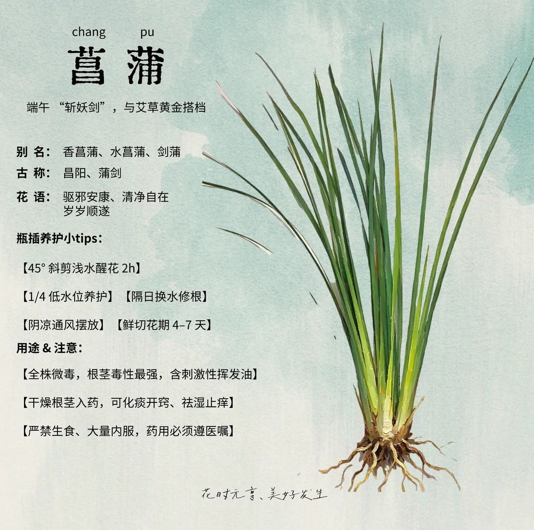 菖蒲图片 