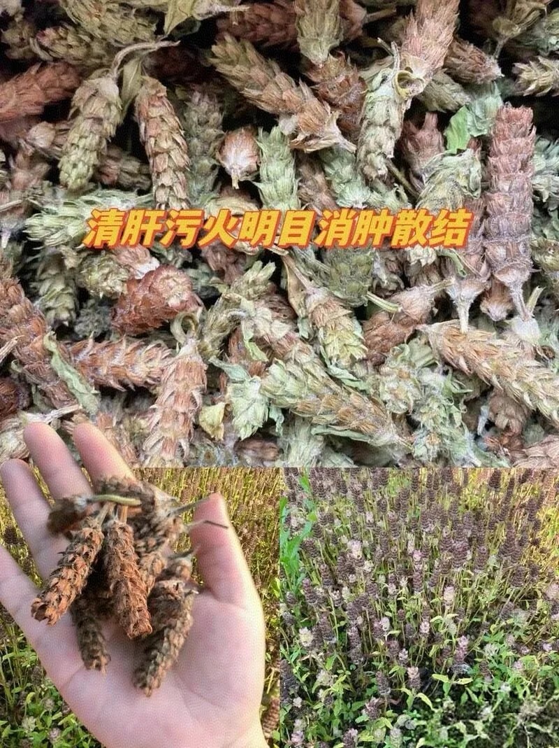 夏枯草图片 