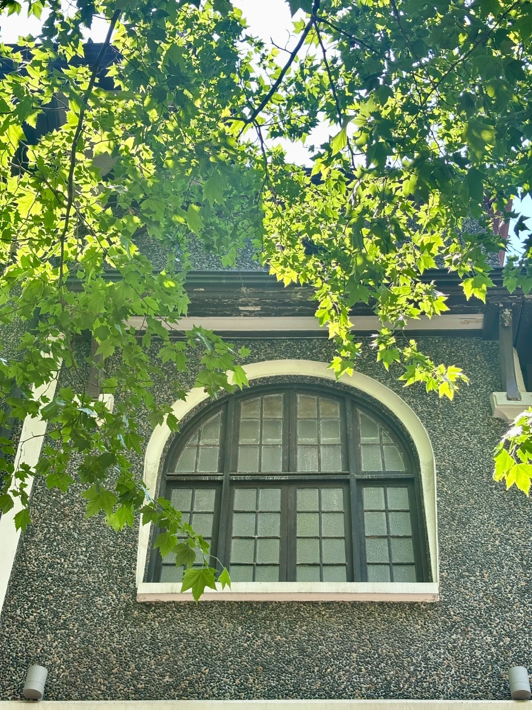 梧桐树图片 
