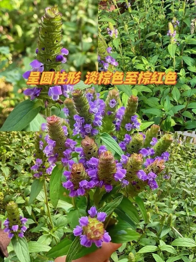 夏枯草图片 